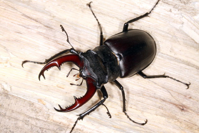 Lucanus cervus - Copyright Denis Bourgeois